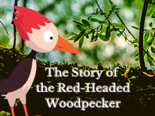 Image of a red-headed woodpecker on a tree branch