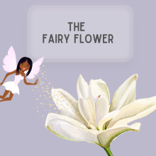 A fairy in a white dress putting fairy dust on a white lily flower